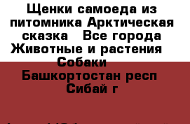 Щенки самоеда из питомника Арктическая сказка - Все города Животные и растения » Собаки   . Башкортостан респ.,Сибай г.